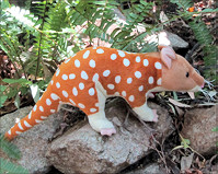 Quoll Soft Toy